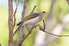 Yellow-throated Miner